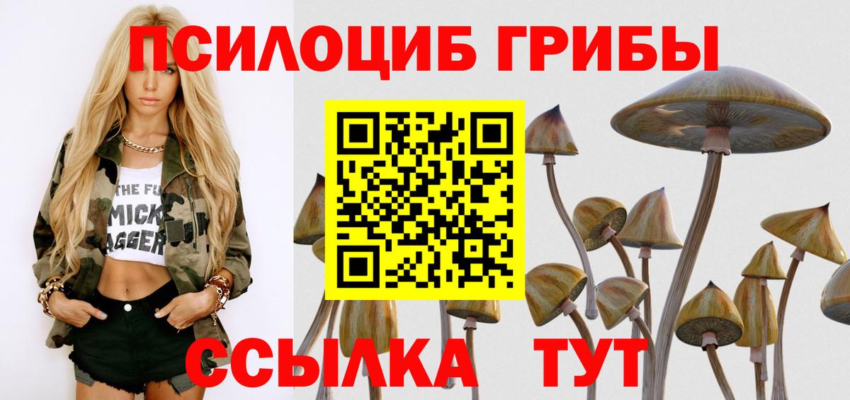 Псилоцибиновые грибы Psilocybe Вологда